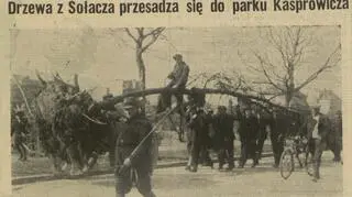 Tak przesadzano drzewa w 1938 r.