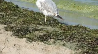 Tak wygląda kąpielisko w Sopocie 