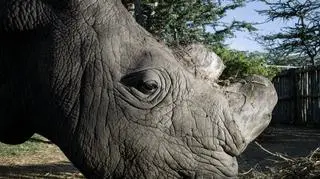 Tak wygląda Sudan z bardzo bliska 