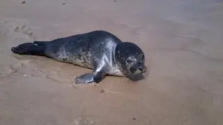 Tak wyglądała foka, gdy znaleziono ją na plaży 