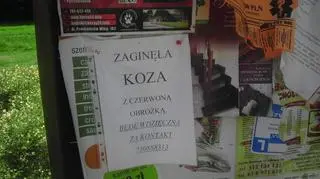 Takie ogłoszenia pojawiły się w Borówcu