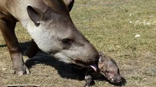 Tapir z mamą Madzią 