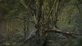 "The enchanted woodland" David Lloyd, Nowa Zelandia/Wielka Brytania