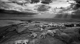 "The last great picture" Michael Nichols, USA - Wildlife Photographer of the Year 2014