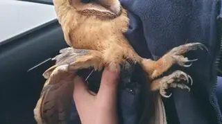The owl is now in the safe hands of a veterinarian