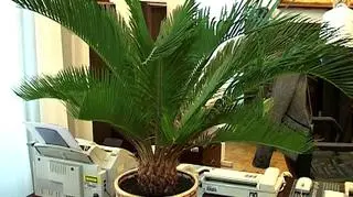 "To jest cycas - czyta się chyba cykas"- tłumaczono nam w kancelarii