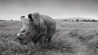 To ostatni samiec nosorożca białego północnego 