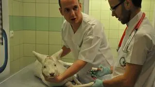 To samiec sarny europejskiej, jednego z popularnych gatunków jeleniowatych