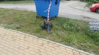 To w tym kontenerze znaleziono psy 