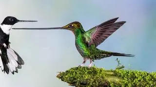 "Touché" Jan van der Greef, Holandia