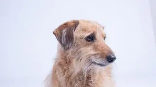Towarzyski Reksio 