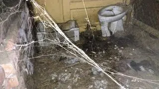 TOZ Wrocław: psy żyły w skandalicznych warunkach