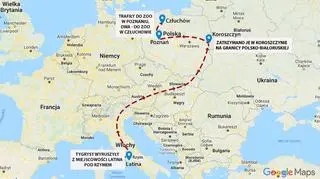 Trasa transportu tygrysów  