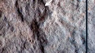 Trop prorotodactylus z Zachełmia z pięciocentymetrową skalą