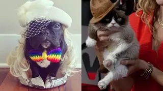Trotter i Grumpy Cat
