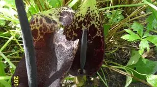 Trupi kwiat zakwitł 30 czerwca