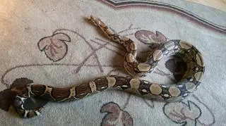 Trwają poszukiwania gada