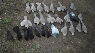 Trzydzieści martwych ptaków pod blokiem