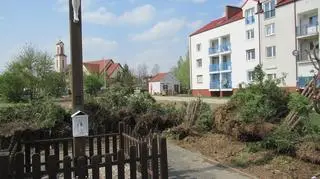 Tuje wycięto we wtorek po świętach