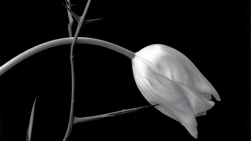 Tulip, 1985