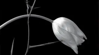 Tulip, 1985