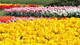 Tulipany można oglądać w łódzkim ogrodzie botanicznym