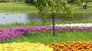 Tulipany w Łodzi (internautka Anna)