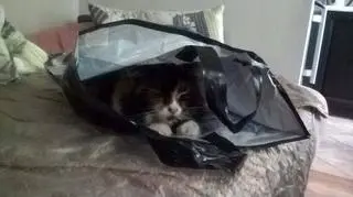 Tusja