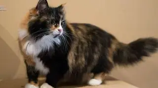 Tusja choruje na białaczkę