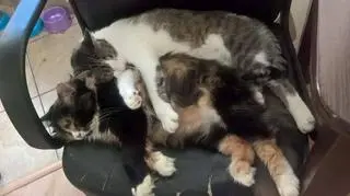 Tusja (na dole) i Moyo