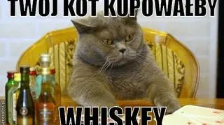 Twój kot kupowałby whiskey