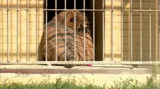 Tygrys, który zabił swojego opiekuna, we Wrocławiu przebywa od 5 lat