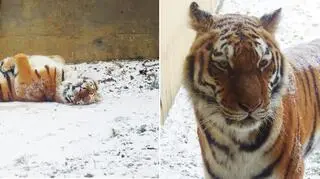 Tygrys w śląskim zoo