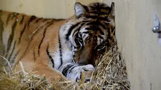 Siedem tygrysów trafiło do zoo w Poznaniu, później zostały przetransportowane do azylu w Hiszpanii