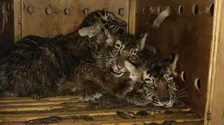Tygrysy syberyjskie transportowano do syryjskiego zoo w ciasnej skrzyni