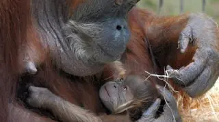 Tymczasem niedawno w Zoo w Dreźnie na świat przyszłedł maleńki orangutan o imieniu Duran...