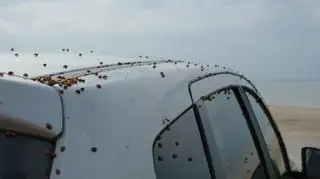 Tysiące biedronek na duńskiej plaży