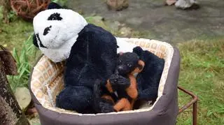 Ulubione maskotki małego lemura: panda i filcowy Leoś