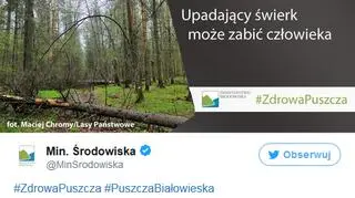 "Upadający świerk może zabić człowieka"