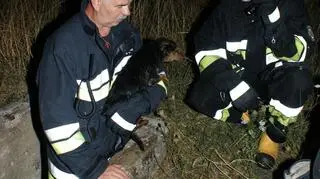 Uratowali psa wrzuconego do studzienki