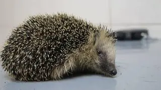 Uratowany przez wolontariuszy jeż
