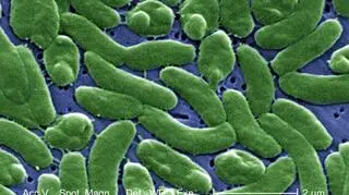 Vibrio vulnificus