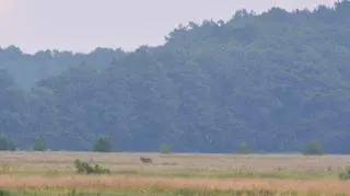 W 2015 roku udało się zaobserwować pierwszy miot wilków