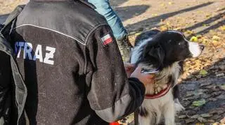 W akcję zaangażowano też psy tropiące 