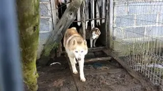 W drugiej z hodowli mieszkały m.in. husky
