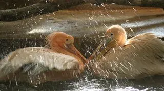 W gdańskim zoo w walentynki można przytulać się do zwierząt