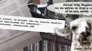 W internecie pojawił się kolejny obrazek z lamą zdziwiona działaniem poznańskiego ZDM