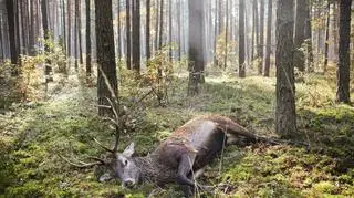 W kategorii Środowisko I nagrodę za zdjęcie pojedyncze otrzymuje Tomasz Adamowicz z "Gazety Polskiej Codziennie"