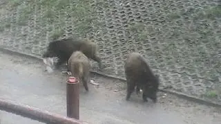 W lasach są zainstalowane odłownie, ale są mało skuteczne
