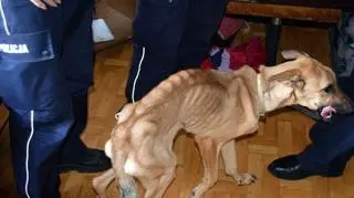 W mieszkaniu znaleziono m.in. skrajnie wychudzoną Sabę 